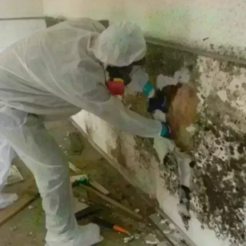 Mold Remediation and Removal in Merrick, NY